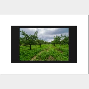 Plum trees orchard Posters and Art